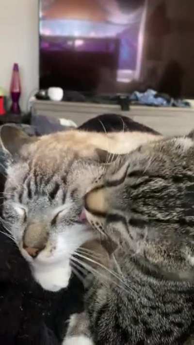 Bro why you bite him like that