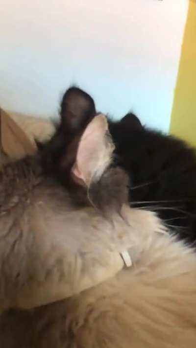cats