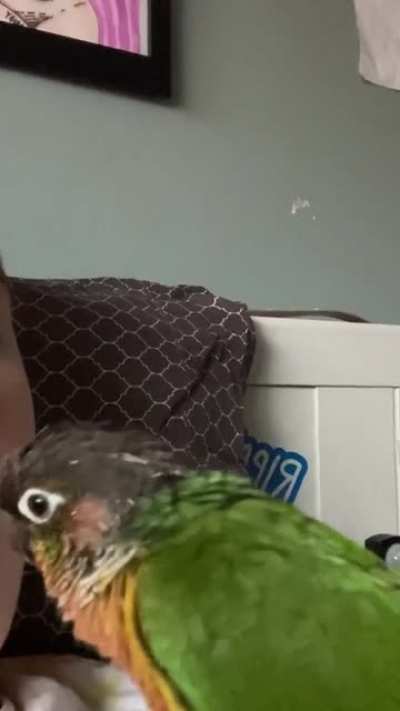 Was teaching Bartholomew to give kisses and it didn’t go as planned
