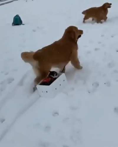 Goldies are too pure!