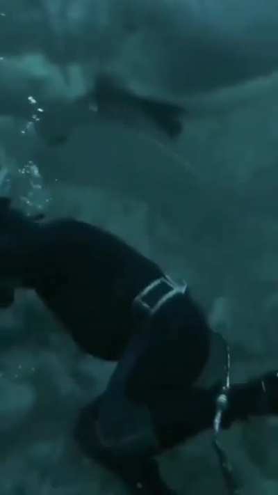 shark boop