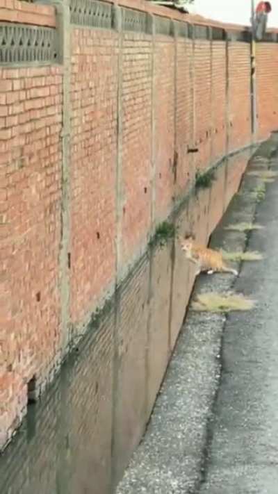 Cat makes the most precise jump ever 🐈