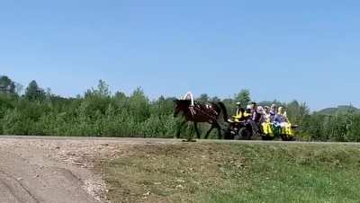 Five people are injured after a car hits their horse-drawn carriage.