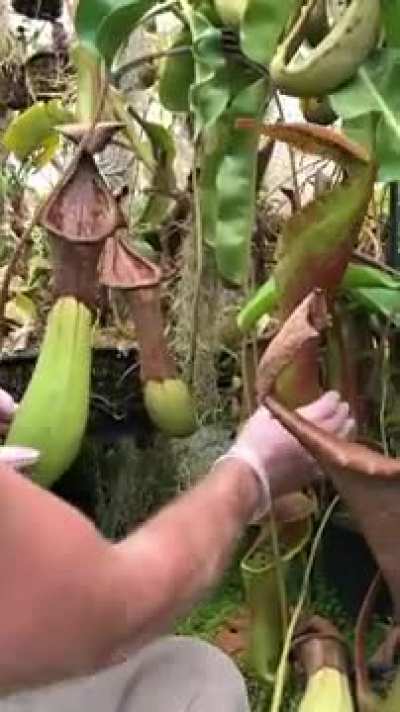 I Didn't Know Plants Could Digest Animals!