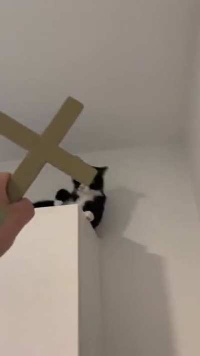 His cross reaction
