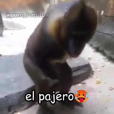 Tipos de panas😈