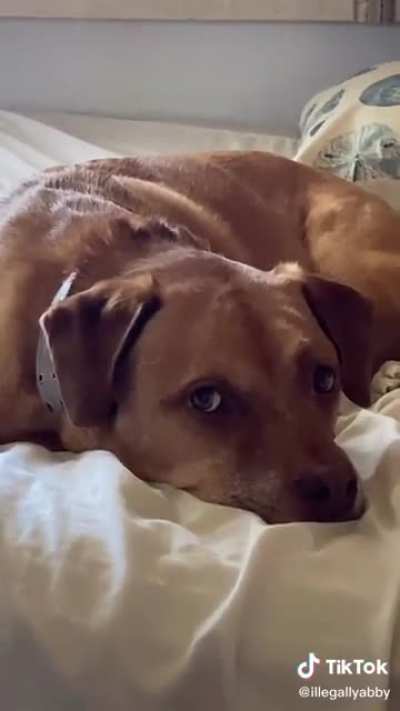 Triggered dog