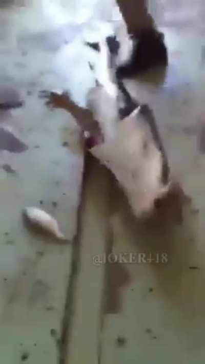 Would you eat this fish?