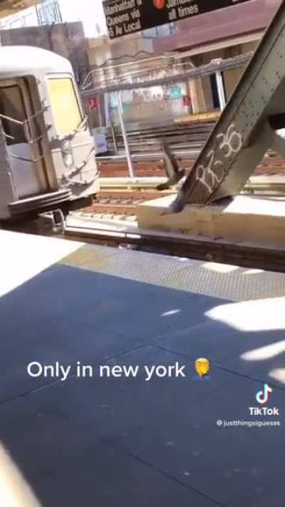 NYC Pigeons commit premeditated homicide