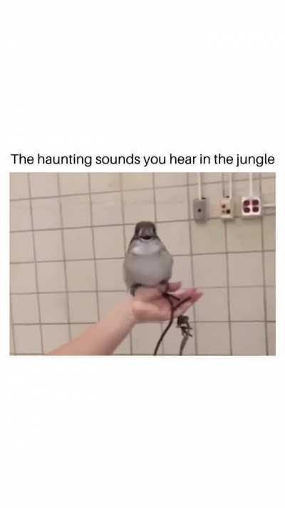 Laughing Kookaburra!