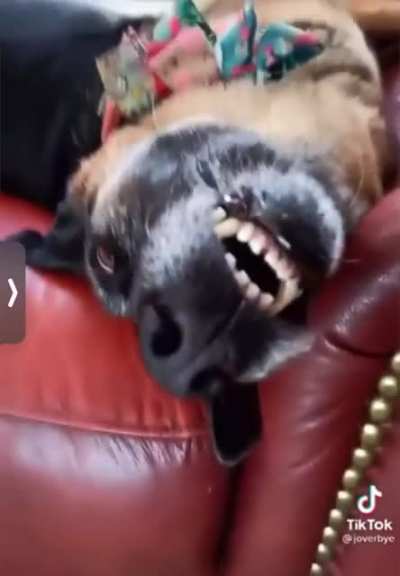 dog sounding like he understands english