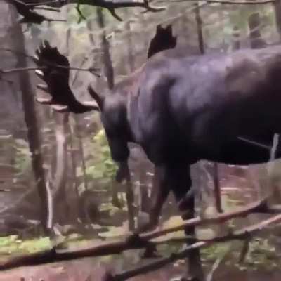 🔥 Man hides behind a tree hiding from a Moose strolling through the forest.