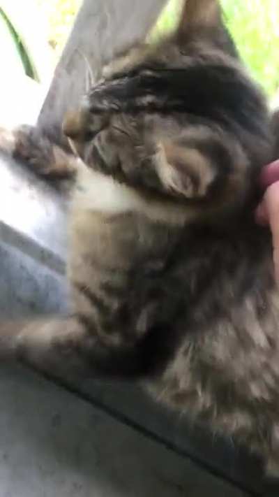 Weird cat