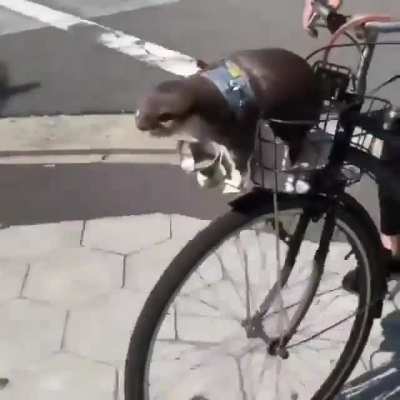 Faster! Faster!