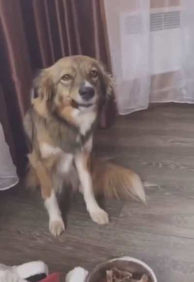 The way op manipulates his dogs