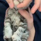 Pure ecstasy