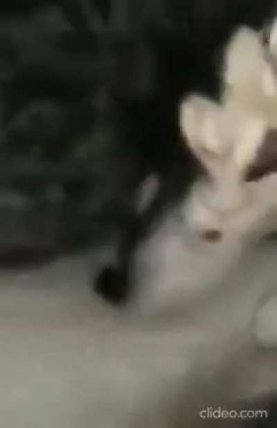 Croatian Cat
