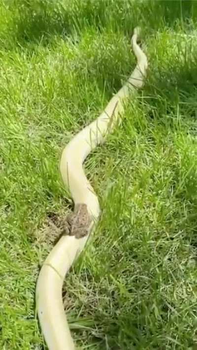 All aboard the Snake train..