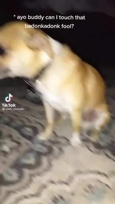 Dont touch Buddy’s budonkadonk