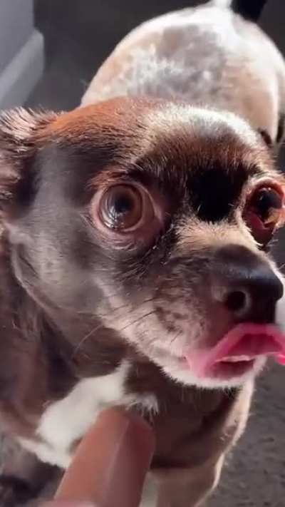 Blursed dog