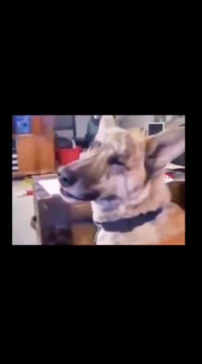 its been 10 year old & still my favorite dog video of all time