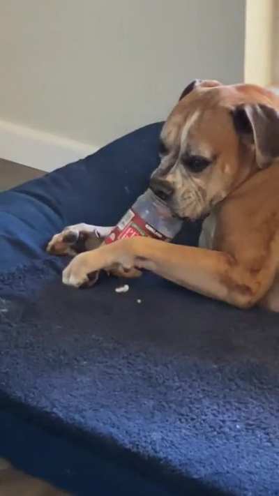 Has anyone seen the peanut butter jar?!