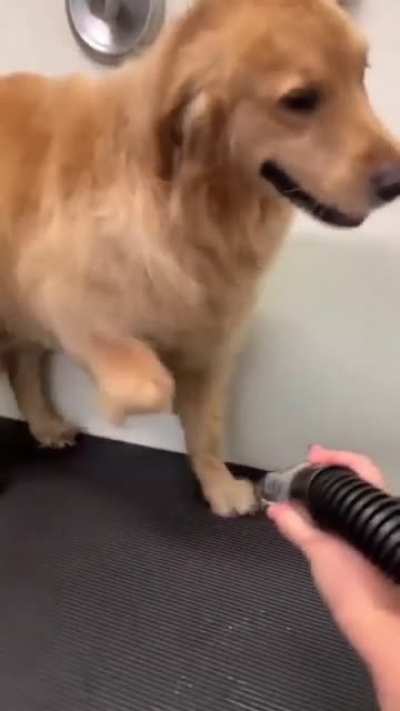Doggie dancer.