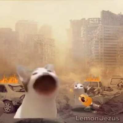 Cat funny song