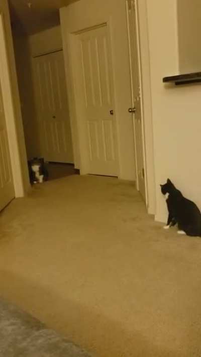 When one cat uses the Force on the smaller cat....