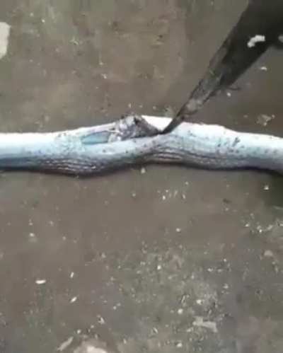 Open a snake