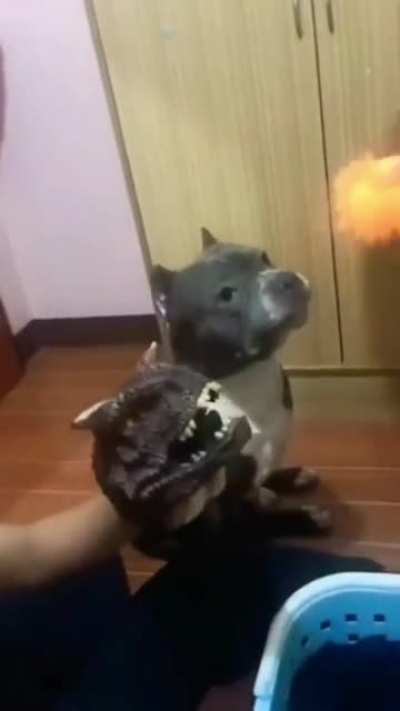 smart dog