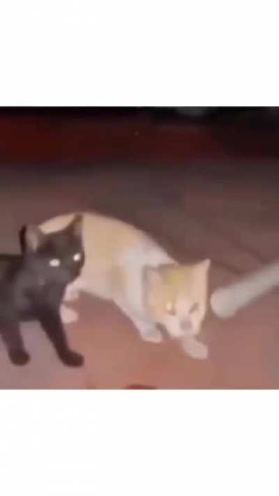 Meoww