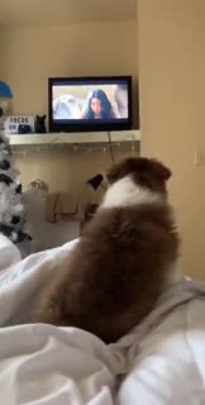 Little doggo got scared