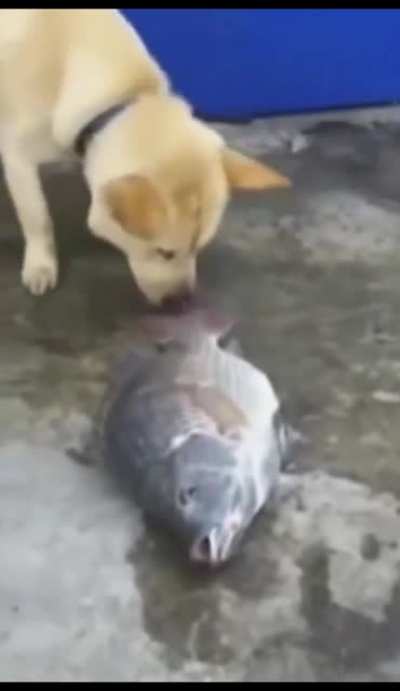 Nooo que pena