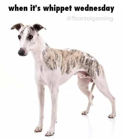 Whippet Wednesday 