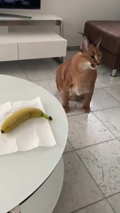 big floppa