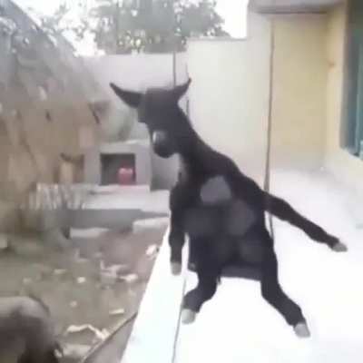 donkey on a swing