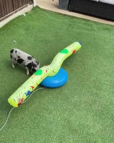 I think it is safe to say that they are liking the new toy