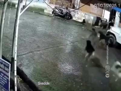 Dogs chase a leopard