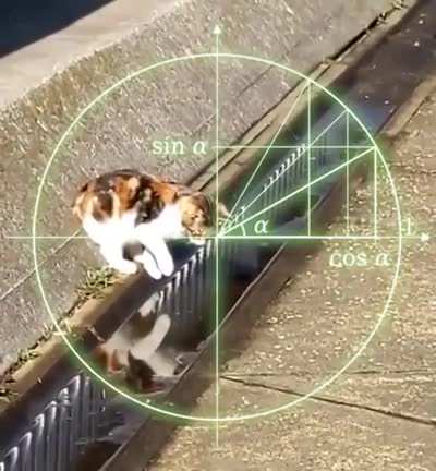 Cat logic