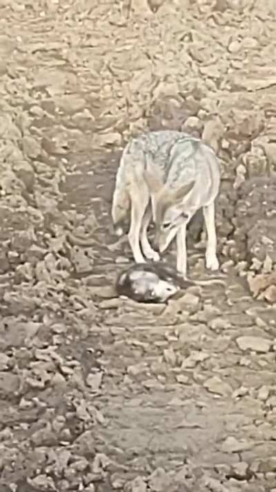 Sometimes it's not good to play opossum....
