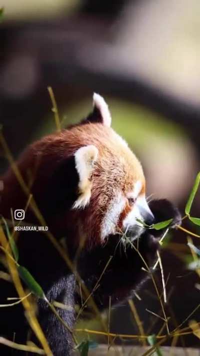 Eating red panda 🥰