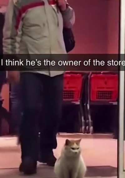 El Gato of Elegant Presence, Guardian of groceries.