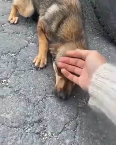 Stray dog gets adopted.