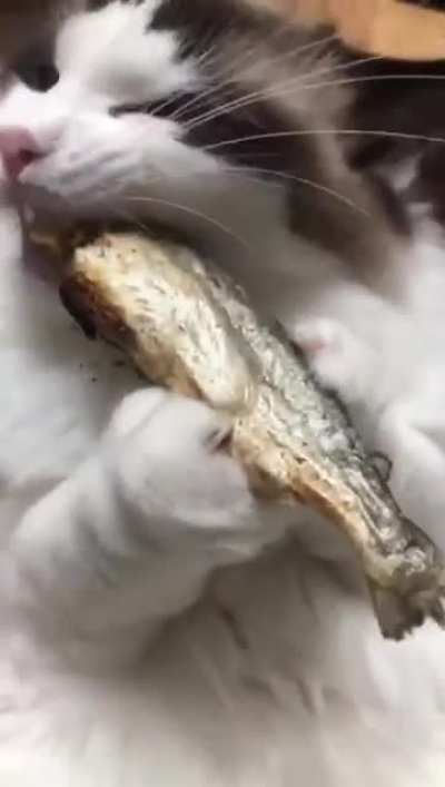 猫猫吃播