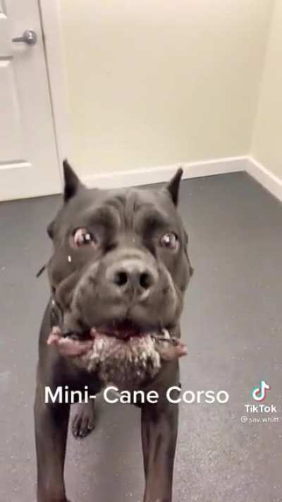 Treat time