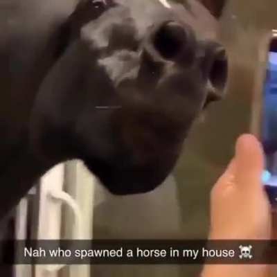 cavalo