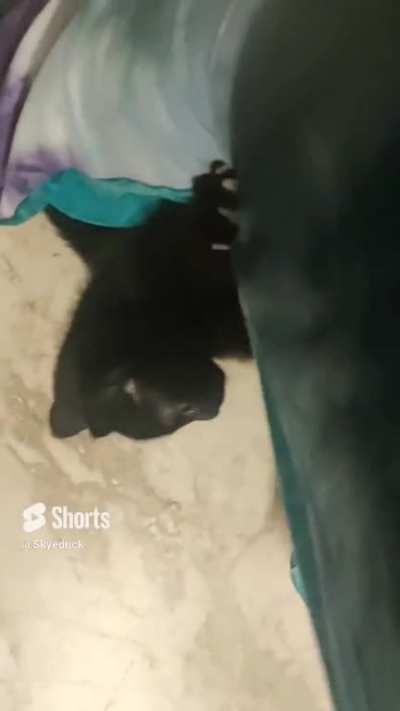 Kitten Catastrophe