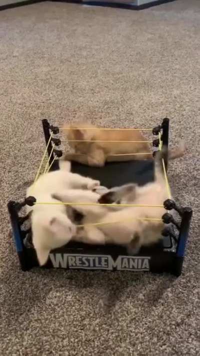 Kittens And A $2 WrestleMania, Thrift Store Find