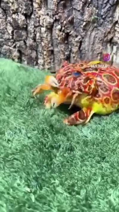 Not today, little fella